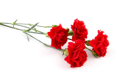 Grower Direct - Flower Varieties - Carnations and Mini Carnations